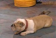Poochie.