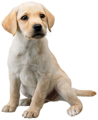 SSBU Labrador Spirit.png