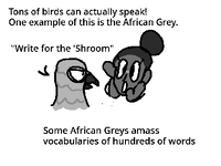 Shroomfest 178 Flygon.png