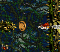 Bramble Scramble DK Coin location.png