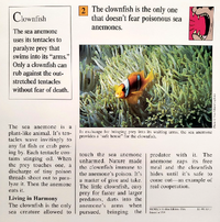 Anemones quiz card back.png