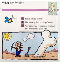 Fossils quiz card.png