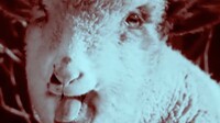 Shroom233 Birthday excited lamb.jpg
