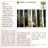 Bamboo quiz card back.png