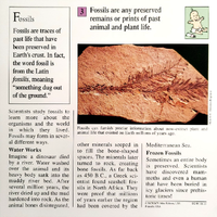 Fossils quiz card back.png