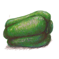 PMTOK pencil art pepper.png