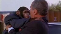 Scapelli Chimp.jpg