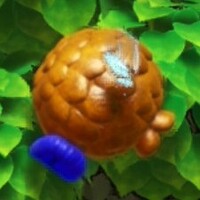 YatMB Bugya nut.jpg