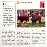 Bison quiz card back.png