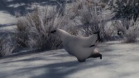 ShroomBirdsSkyrim3.jpg