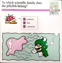 Jellyfish quiz card.png