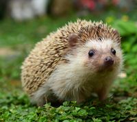 HedgehogShroom.jpg