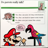 Parrots quiz card.png