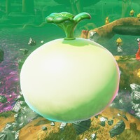 DKB Giant Turnip.jpg