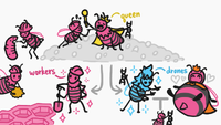 MinuteEarth Honey Queen.png