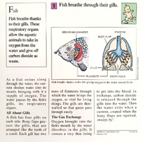 Fish breathe quiz card back.png