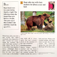 Baby bears quiz card back.png