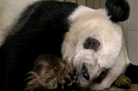 Ueno Zoo MIMCD.png