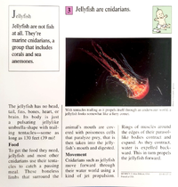 Jellyfish quiz card back.png