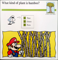 Bamboo quiz card.png