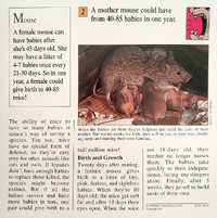 Babies mouse quiz card back.png