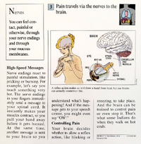 Pain quiz card back.png