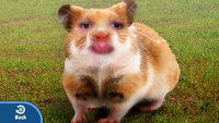G&W Prize Unique Hamster Result.png