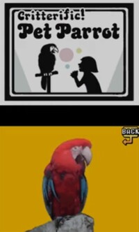 WWT! Pet Parrot.jpg