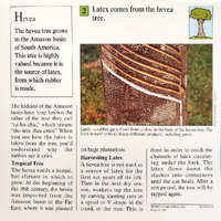 Latex quiz card back.png