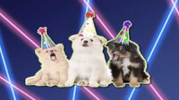 Shroom233 Birthday dogs.jpg