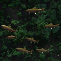 SMO Environmental Fish Wooded.png