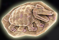 DKB Fossil Armadillo.png