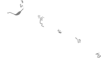 Drill Rally Both.png