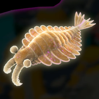 DKB Fossil Anomalocaris.png