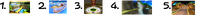 Shroom 65 001.png