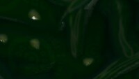 DKB Thorns VoidCo pattern.jpg