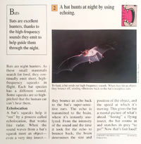 Bat quiz card back.png