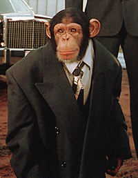 ChimpScapelli.png