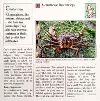 Crustacean quiz card back.png