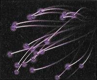DKJB Black Fairy art.jpg
