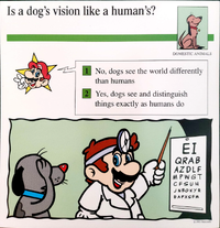 Dog vision quiz card.png