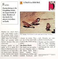 Finch quiz card back.png