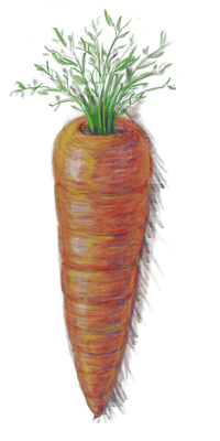 PMTOK pencil art carrot.png