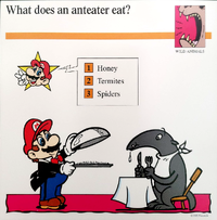 Anteater quiz card.png