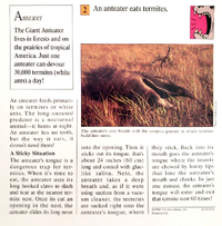 Anteater quiz card back.png