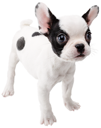 SSBU French Bulldog Spirit.png