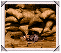 Thumbnail for version as of 21:52, July 8, 2008