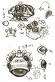 Thumbnail for version as of 09:16, July 11, 2011