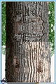 Thumbnail for version as of 06:36, January 24, 2010