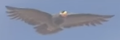 Thumbnail for version as of 16:53, April 7, 2025